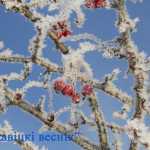 Морозы до 28 градусов ожидаются в Беларуси на этой неделе